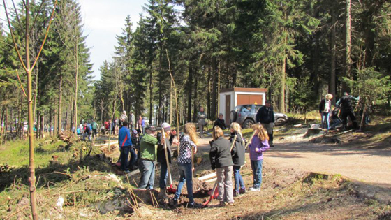 Neue Bergahorn-Allee in Th�ringen