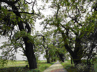 Allee mit alten B&auml;umen