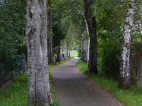 Birkenallee in Anschnitt mit Weg
