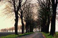 Allee an einem Feldweg