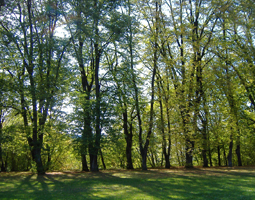 Allee im Herbst