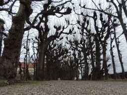 Lindenallee im Hofgarten am Schloss Dachau
