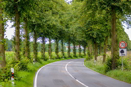 Foto: Max Peters: Sommer-Linden an der Wulftener Str. (L 87) im Landkreis Osnabrck