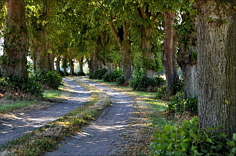 Allee des Jahres 2014