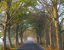 Eine Allee im Sonnenlicht