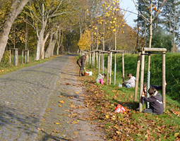 Eine Allee im Sonnenlicht