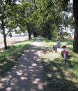 Allee mit Feldweg