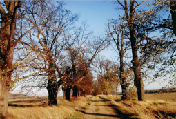 Herbstidylle in der Lausker Lindenallee