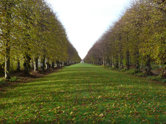 Lindenallee im Frühling