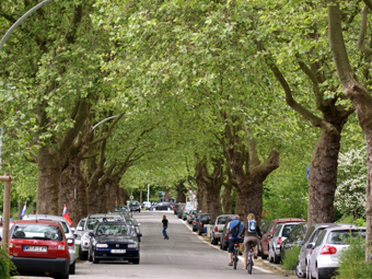 Belebte Platanenallee. Am Straßenrand parken verschiedene Autos.