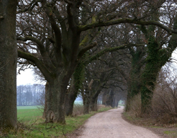 Eichenallee im Herbst