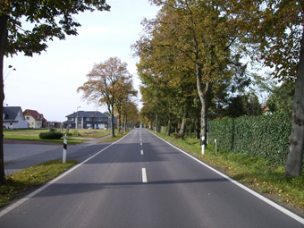 Lindenallee im Sommer. Im Hintergrund beginnen die ersten Wohnäser