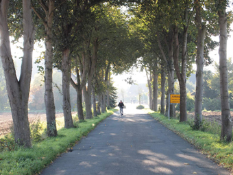 Allee im Nebel. Im Hintergrund ein Radfahrer.