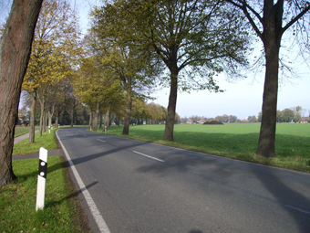 Lindenallee im Sommer. Im Vordergrund eine Asphaltstraße