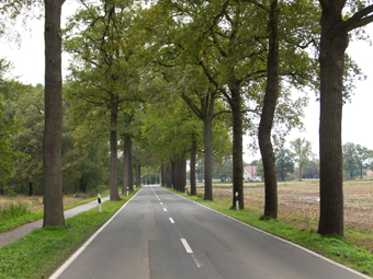 Eichenallee im Sommer. Im Vordergrund eine Asphaltstraße