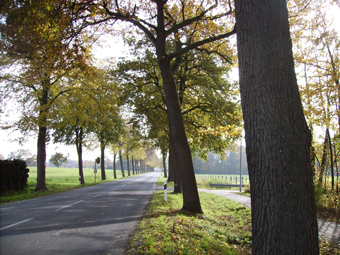 Lindenallee im Sommer. Im Vordergrund eine Asphaltstraße