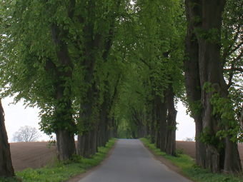 Kastanienallee im Sommmer