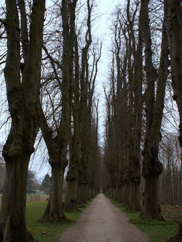 Lindenalleen im Herbst