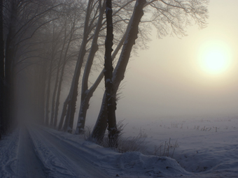 Lindenalleen im Winter