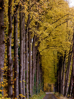 Lindenalleen im Herbst mit bunten Blättern