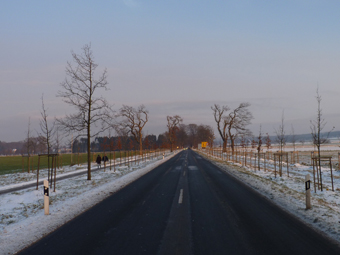 Alleebäe im Winter.