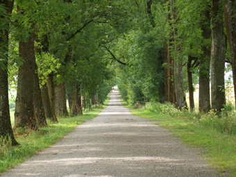 Eschen im Sommer - durch die Allee führt ein Weg.