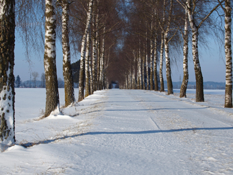 Birkenallee im Winter