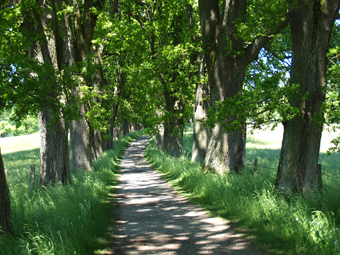 Eichenallee im Sommer