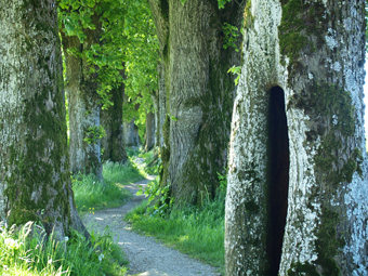 Schmale, verchlungene Lindenallee im Sommer