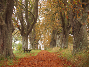 Kastanienallee im Herbst