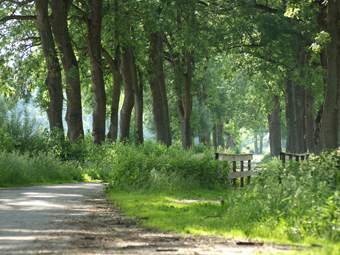 Dicht stehende Eschen im Sommer