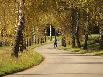 Birkenallee im Herbst