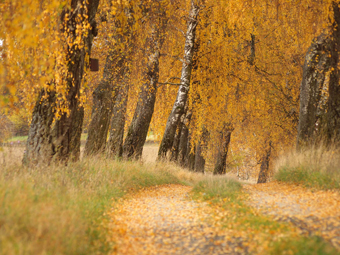 Birkenallee im Herbst