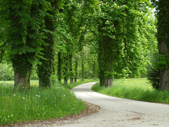 Kastanienallee im Sommer