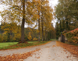 Lindenallee im Herbst