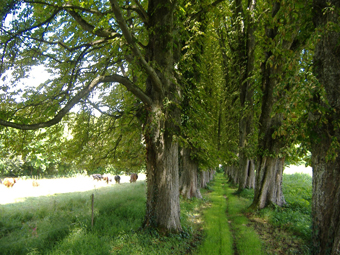 Kastanienallee im Sommer