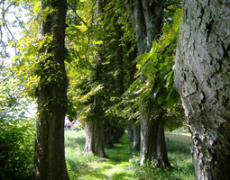 Kastanienallee im Sommer