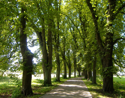 Kastanienallee im Sommer mit Sandweg in der Mitte