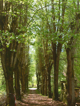 Alte Buchenallee im Sommer