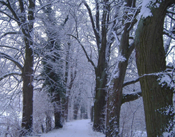 Allee im Winter