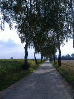 Birkenallee im Sommer