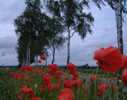 Birkenallee im Sommer mit dunklem Himmel und Mohnblumen im Vordergurnd