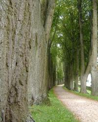 Lindenallee im Sommer