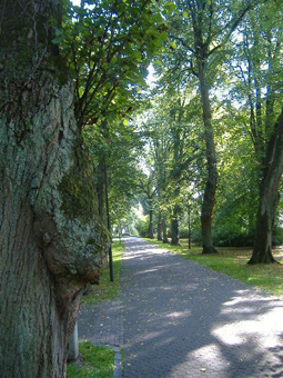 Allee im Sommer