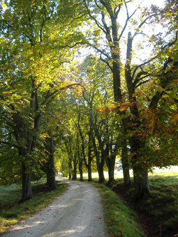 Kastanienallee im Herbst