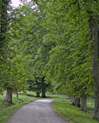 Lieblingsallee der Wessobruner Wandergruppe