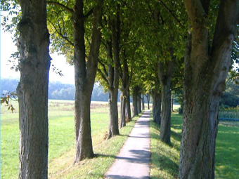 Kastanienallee im Sommer