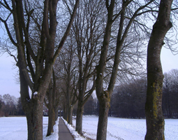 Kastanienallee im Winter