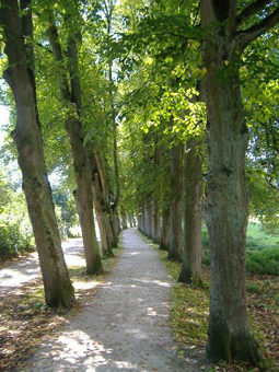 Schmale Linden im Sommer