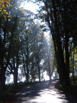 Schmale Linden- und Kastanienallee, in die Licht reinscheint.